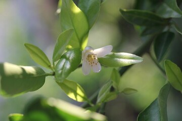 Mandarina | Mandarine