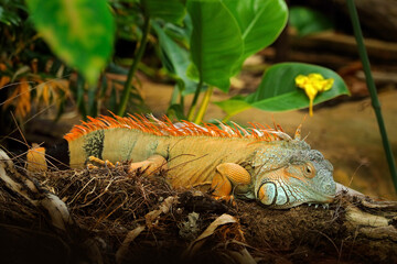 Wildlife nature,  big lizard. Portrait of orange iguana in the dark green forest, Costa Rica. Wildlife scene from nature. Close-up face portrait of lizard from South America.