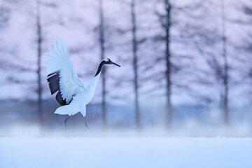 Snowy meadow, with dancing cranes, Hokkaido, Japan. Winter scene with snowflakes. Red-crowned cranes pair, breeding season.
