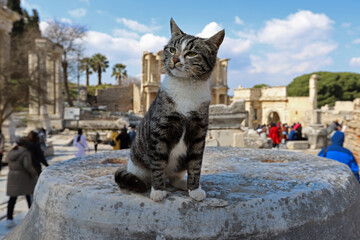 Turkey / Izmir / Selçuk 27 March 2019 Ephesus historical ancient city and its cat.