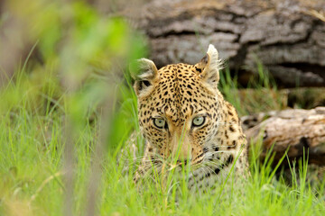 Leopard, Panthera pardus shortidgei, Okavango delta, Botswana in Africa. Wild cat hidden portrait in the nice forest tree trunk. African big wild cat in the nature habitat. Wildlife scene from nature.