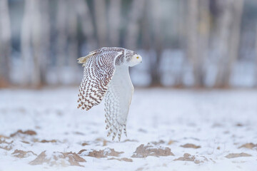 Canada wildlife. White owl in flight. Snowy owl, Nyctea scandiaca, rare bird flying above the meadow. Winter action scene with open wings. Larch winter forest in the background.