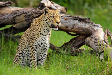 Leopard portrait Okavango delta, Botswana in Africa. Wild cat hidden portrait in the grass.