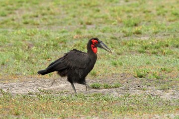 Southern ground-hornbill, Bucorvus leadbeateri, largest hornbill in the world. Black bird with red face walking in the green grass. Animal in the habitat, Moremi, Okavango delta, Botswana.