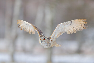 Flight of Eastern Siberian Eagle Owl. Birch tree with beautiful animal. Bird from Russia. Winter scene with large owl.