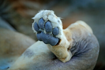 Lion paw. Detail leg foot of African lions, Panthera leo, detail of big animals, Okavango delta, Botswana, Africa. Cats in nature habitat. Lion in the forest habitat.