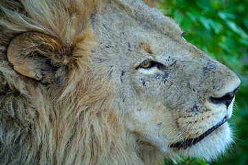 Portrait of of African lions, Panthera leo, detail of big animals, Okavango delta, Botswana, Africa. Cats in nature habitat. Lion in the forest habitat. Close-up eye detail.