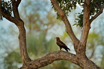 Fototapeta na wymiar Black kite in Africa on the big tree. Milvus migrans, brown bird of prey sitting on larch tree branch. Wildlife scene from Okavango Delta in Botswana,