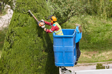Gardener pruning a cypress on a crane. Seasonal