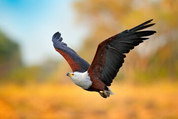 African Fish-eagle, Haliaeetus vocifer, brown bird with white head fly. Eagle flight above the lake water. Wildlife scene from African nature, Okavango delta, Botswana, Africa.