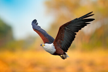 African Fish-eagle, Haliaeetus vocifer, brown bird with white head fly. Eagle flight above the lake...