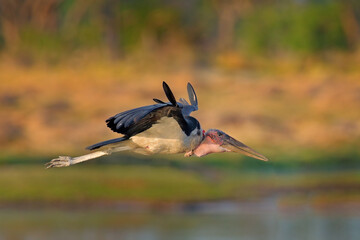 Marabou stork, Leptoptilos crumenifer, evening light, Okavango delta, Botswana in Africa. Wildlife, animal feeding behaviour in the wild nature. Birds sitting on the dead elephant.