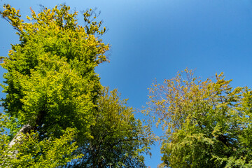 arbre campagne nature air 