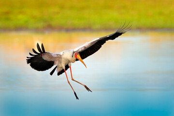 Stork fly in Africa. Yellow-billed Stork, Mycteria ibis, flight above the lake, Okavango delta, Moremi, Botswana. River with bird in Africa. Stork in nature march habitat. Red and yellow face.