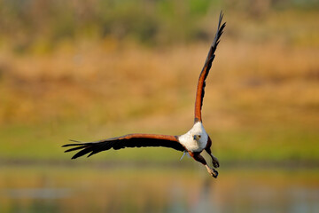 African Fish-eagle, Haliaeetus vocifer, brown bird fly with white head. Eagle flight above the lake. Wildlife scene from African nature, Okavango delta, Botswana, Africa.