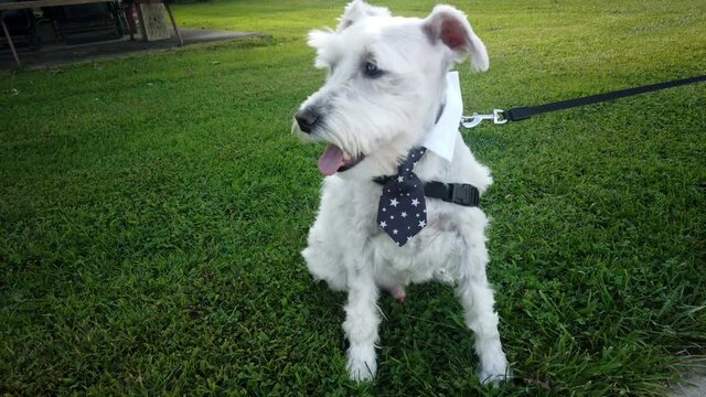 Silver schnauzer wears a blue tie with white stars while going for a walk in the park on a leash