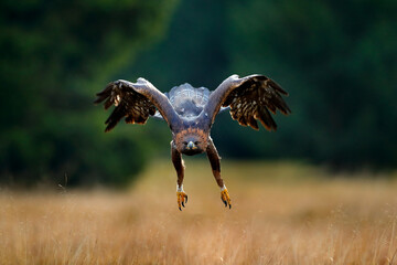 Golden eagle flying above the blooming meadow. Big bird of prey with open wings.