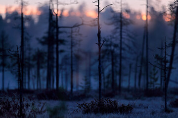 Mystic morning in taiga nature, Finland, Europe. Twilight sunrise in the swamp march forest.