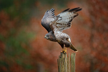 Autumn wildlife, bird of prey Common Buzzard, Buteo buteo, flight on coniferous spruce tree branch....