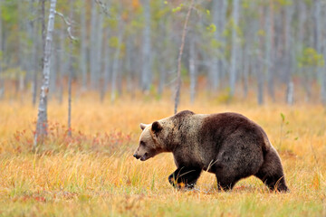 Bear hidden in yellow forest. Autumn trees with bear. Beautiful brown bear walking around lake,...