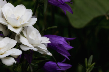 Beautiful blooming garden white rose