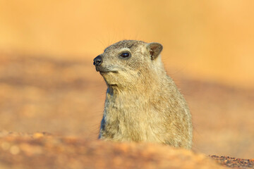 Rock Hyrax on stone in rocky mountain. Wildlife scene from nature. Face portrait of hyrax. Procavia capensis, Namibia. Rare interesting mammal from Africa.