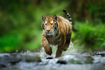 Tiger running in the water, Siberia. Dangerous animal, tajga, Russia. Animal in green forest...