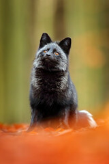 Black silver fox, rare form. Dark red fox playing in autumn forest. Wildlife scene from wild nature. Funny image from Russia. Cute mammal with black and white tail.