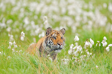 Amur tiger hunting in green white cotton grass. Dangerous animal, taiga, Russia. Big cat sitting in...