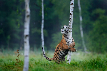 Siberian tiger in nature forest habitat, foggy morning. Amur tiger playing with larch tree in green grass. Dangerous animal, taiga, Russia. Big cat in environment. - obrazy, fototapety, plakaty