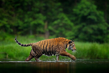 Fototapeta premium Taiga nature. Tiger walking in lake water. Dangerous animal, tajga, Russia. Animal in green forest stream. Green grass, river droplet. Siberian tiger splashing water.