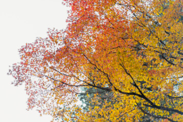 Blurred background of red and yellow maple leave in the morning light with the bokeh background. There was the light of the sun shining on the tree. Feeling relax and refresh.