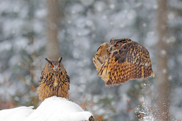 Owl starts from snow. Flying Eurasian Eagle owl with open wings in snowy forest during cold winter. Two bird in the nature. Wildlife from Europe, Germany. Bird action scene.