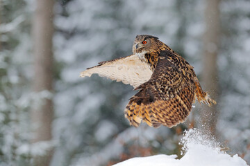 Owl starts from snow. Flying Eurasian Eagle owl with open wings in snowy forest during cold winter. Wildlife from Europe, Germany. Bird action scene.