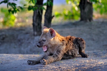 Obraz premium Hyena evening sunset light. Hyena, detail portrait. Spotted hyena, Crocuta crocuta, angry animal near the water hole, beautiful evening sunset and cub. Animal pup nature, Okavango delta, Botswana