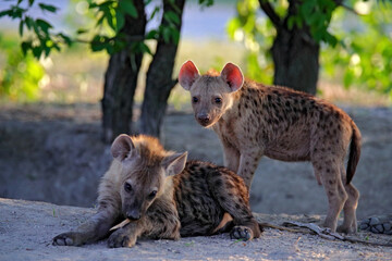 Hyena evening sunset light. Hyena, detail portrait. Spotted hyena, Crocuta crocuta, angry animal near the water hole, beautiful evening sunset and cub. Animal pup nature, Okavango delta, Botswana