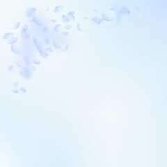 Light blue flower petals falling down. Mind-blowin