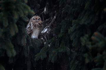 Short-eared Owl, Asio flammeus, sitting on the spruce tree. Bird on the spruce tree. Animal in the habitat. Owl during day in the habitat.