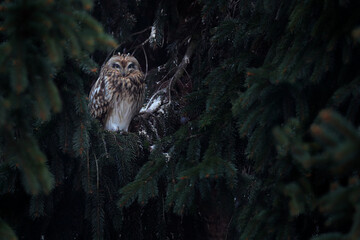 Short-eared Owl, Asio flammeus, sitting on the spruce tree. Bird on the spruce tree. Animal in the habitat. Owl during day in the habitat.