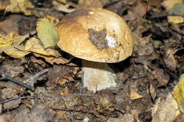 mushroom on the ground