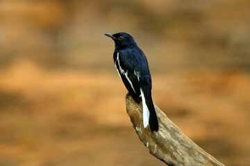 Oriental magpie-robin, Copsychus saularis, small black and white passerine bird, sitting on the old tree trunk, Yala NP, Sri Lanka, Asia. Bird in the habitat, wildlife Sri Lanka.