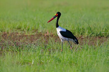 Saddle-billed stork, or saddlebill, Ephippiorhynchus senegalensis, in the nature habitat. Bird in the green grass during rain, Okavango delta, Botswana in Africa. Wildlife scene from nature