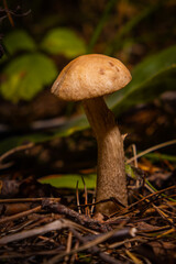 Leccinum mushroom in the grass