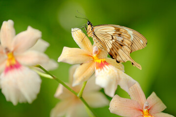 Papilio dordanus, African Swallowtail butterfly, sitting on the white yellow orchid flower. Insect in the dark tropical forest, nature habitat. Wildlife scene from nature, Uganda in Africa.
