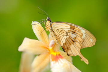 African Swallowtail butterfly, Papilio dordanus, sitting on the white yellow orchid flower. Insect in the dark tropical forest, nature habitat. Wildlife scene from nature, Uganda in Africa.