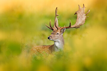 Fallow Deer, Dama dama, in autumn forest, Dyrehave, Denmark. Animal on the forest meadow. Wildlife scene in Europe. Majestic powerful adult  in forest vegetation.