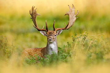 Fallow Deer, Dama dama, in autumn forest, Dyrehave, Denmark. Animal on the forest meadow. Wildlife scene in Europe. Majestic powerful adult  in forest vegetation.