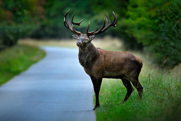 Red deer stag, majestic powerful adult animal on the asphalt tarmac road outside autumn forest. Big...