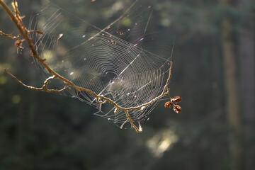 Spinnennetz im Gegenlicht