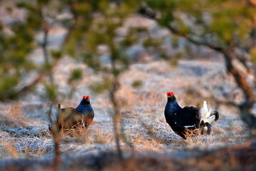 Sweden wildlife. Black grouse on the pine tree. Nice bird Grouse, Tetrao tetrix, in marshland, Polalnd. Spring mating season in the nature. Wildlife scene from north Europe. Black bird with red crest